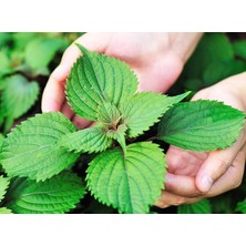 Rafta Tr Perilla Shiso Green Tohumu, Yeşil Biftek Otu, 50+ Tohum