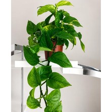 Gy Atelier Salon Sarmaşığı Pothos Patos Çiçeği Saksı Bitkisi