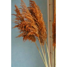 TemmuzX 8'li Büyük Demet Pampas Turuncu 100CM Boyunda