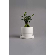 TemmuzX Dekoratif Beton Saksı V-124-AÇİK Krem Krem