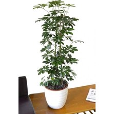 TemmuzX Şeflera Saksı Çiçeği, 160 Cm, Beyaz Saksı