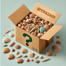 TemmuzX Rastgele Deniz Kabukları Orta Boy Kutu Hediyelik Seti / 1 Ila 8 cm Kabuklar