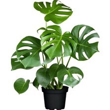 İklim Monstera Deliciosa Deve Tabanı Geniş Yapraklı Salon Ofis Bitkisi 60 - 100 cm Saksıda Köklenen