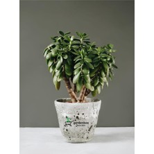TemmuzX Crassula Ovata Para Çiçeği Dekoratif Canlı Iç Mekan Bitkisi, 15-25 Cm, Yeşil