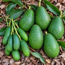 Bahcemden Online Avokado 5 Adet + Bebek Avokado 500 gr