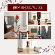 MiraLive Şeffaf Silindir Kutulu Gül - Öğretmenler Günü Hediyesi