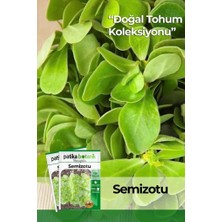 OEM 6000 Adet Semizotu Tohumu