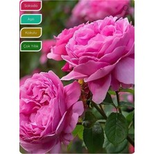 TemmuzX Isparta Gülü Fidanı, Aşılı Rosa × Damascena, Saksıda, Katmerli, Yoğun Kokulu