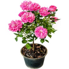 Nura Botanik Vidolu Isparta Gülü Reçellik Pembe Renkli, 20-50 Cm, 1 Adet Aşılı Gül