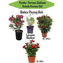 Nura Botanik Bahçe Seti, 1 Adet Kırmızı 1 Adet Pembe Zakkum, 1 Adet Kırmızı Gül, Hediye Lavanta