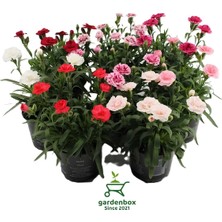 Gardenbox Rengarenk Kokulu Bodur Karanfil Çiçeği, 4 Adet