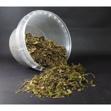 Scale Model World Orman/zemin Kırıntıları (Gerçek Bitki)