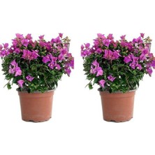 Odea 2 Adet Begonvil Fidesi 15-25 cm 2li Set, BTSCİCK23