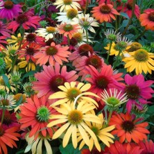 Zengarden Paradiso Ekinezya Tohumu Echinacea Tall Mix