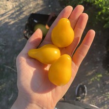 Zengarden Beams Sarı Armut Domatesi Tohumu – Tatlı ve Zesty Aromalı Sarı Cherry