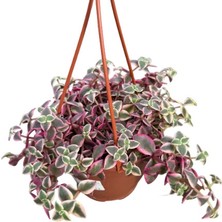 Betonish Crassula Marginalis (Sukulent)