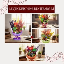 Milas Toptan mt Küçük Kırık Yumurta Teraryum - Öğretmenler Günü Hediyesi