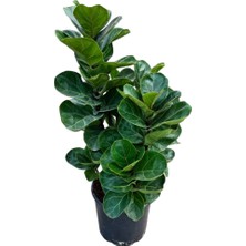 Betonish Ficus Lyrata 'bambino' (Kauçuk Çiçeği)
