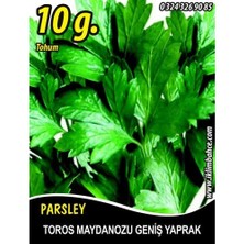 Maydanoz Tohumu Toros Maydanozu - 10 G (~ Takribi 4000 Tohum)