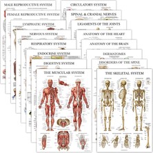 16'lı Paket - Anatomik Posterler - Lamine - Kaslar, Iskelet, Sindirim, Solunum, Dolaşım, Endokrin, Lenfatik, Erkek ve Kadın, Sinir, Omurga Sinirleri, Anatomi Çizelgeleri - 45,72 cm x 60,96 cm