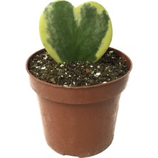 Betonish Hoya Kerrii 'Variegata' (Mum Çiçeği)