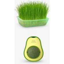 Belirtilmemiş Doğal Fileli Kedi Çimi Seti ve Avokado Catnip Nanesi Oyuncağı Kedi Otu 2si 1 Arada