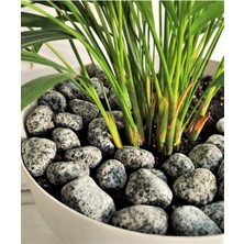 Odea Granit Benekli Dolomit Taş 3 kg 2-4 cm Benekli Dolomit Dere Taşı Çakıl Taşı Bahçe Taşı Dekoratif