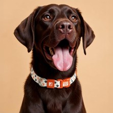 Velora Desenli Ayarlanabilir Köpek Boyun Tasması, 25 Mm, 39-55 cm