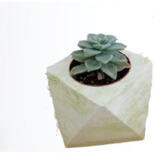 Velora Gardenbox Kampanyalı Beton Saksılı Sukulent