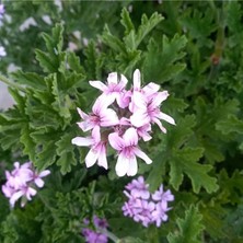 Velora Bitkim Sende Gül Damlası Itır Çiçeği, Saksıda, Pembe