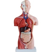 Velora Insan Organ Maketi - Insan Anatomi Maketi, Erkek - 42 cm - 13 Parçalı
