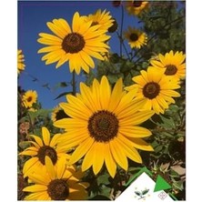 Velora Süs Ayçiçeği Tohumu 1 Paket Çiçek Tohumları Saksı Bitkisi