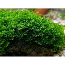 Velora Pellia Moss Yeni Sarım Canlı Bitki 5x5 cm