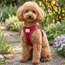Velora Gobypet Köpek ve Kedi Göğüs Tasması M | Nefes Alabilen File Kumaş | Ayarlanabilir Yelek Tasarım | Yansıtıcı Şeritli | Küçük Irk Köpek ve Kediler Için