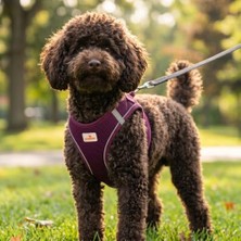 Velora Gobypet Köpek ve Kedi Göğüs Tasması Xl | Nefes Alabilen File Kumaş | Ayarlanabilir Yelek Tasarım | Yansıtıcı Şeritli | Küçük Irk Köpek ve Kediler Için