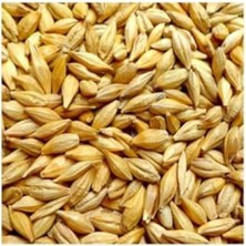 Esplendor Yenilikçi Yemlik Arpa, 5 Kg, Kuş ve Tavşan Için