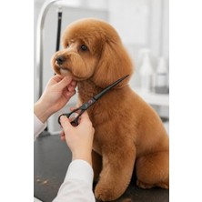 Esplendor Kedi ve Köpekler Için 4 Adet Tımar Makası Seti, Paslanmaz Çelik ve Metal Tarak