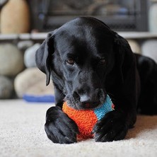 Esplendor Yumuşak Köpek Oyuncağı, Iç Mekan Kullanımı Için Eğlenceli