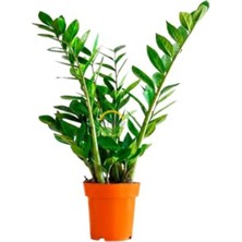 Esplendor Zamia Çiçeği, 60-70 cm Yükseklikte Sağlıklı Bitki