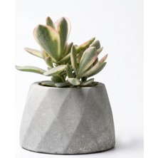 Esplendor Zevli Ateliera® El Yapımı Beton Saksı + Canlı Sukulent & Kaktüs Koleksiyonu Gri Geo Saksılı Rainbow Jade (Para Çiçeği)