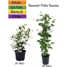 Esplendor Mis Kokulu Yıldız Yasemin+Kokulu Hanımeli Çiçeği Fidanı 2'li Bahçe Peyzaj Seti