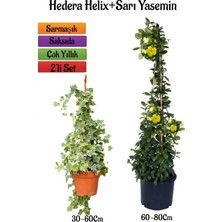 Esplendor Gardenbox Hedera Helix Duvar Sarmaşığı + Sarı Yasemin Çiçeği Fidanı 2'li Bahçe Seti