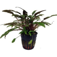 Esplendor Cryptocoryne Petchii Saksı Canlı Bitki