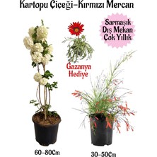 Esplendor Kartopu Çiçeği 1 Adet +Kırmızı Mercan 1 Adet+Kırmızı Gazanya Hediye Saksılı Bahçe Seti, BTSNA01KAR37