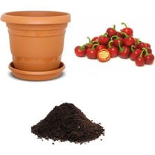 Esplendor Gardenbox Nadir Acı Kiraz Biberi Tohumu, 10 Adet Ekim Seti, Toprak ve Saksı Dahil