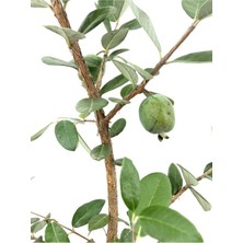 Esplendor Kaymak Ağacı Feijoa Bitkisi Fidanı1 Adet Saksılı/tüplü 40-90CM Bahçe Bitkisi, BTS0001NA1354