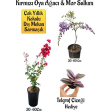 Esplendor Serada Decor & Plant Kırmızı Oya Ağacı Fidanı, Mor Salkım Ağacı Fidanı, Telgraf Çiçeği Hediyeli Bahçe Peyzaj Seti