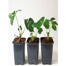 Esplendor Gardenbox Iri Meyveli Çilek Fidanı, 5-10 Cm, 3 Adet Saksılı Dış Mekan Bitkisi