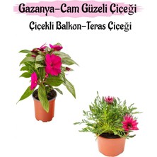 Esplendor Serada Decor & Plant Pembe Cam Güzeli + Pembe Gazanya Çiçeği Saksılı Set, 10-20 cm