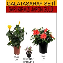 Esplendor Nura Botanik Sarı-Kırmızı Japon Gülü 2'li Set, Telgraf Çiçeği Hediyeli, 20-40 cm